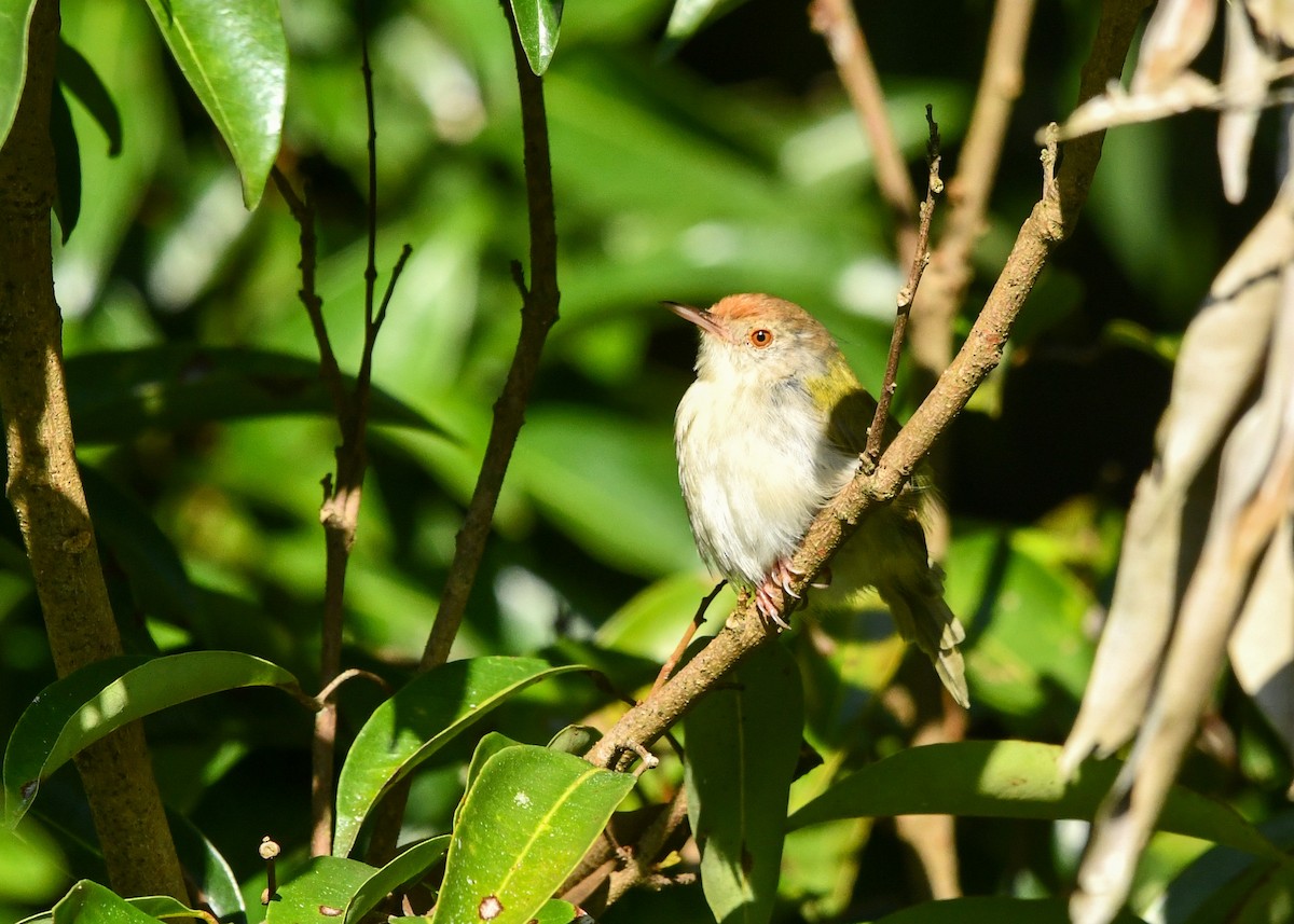 Common Tailorbird - ML643682480