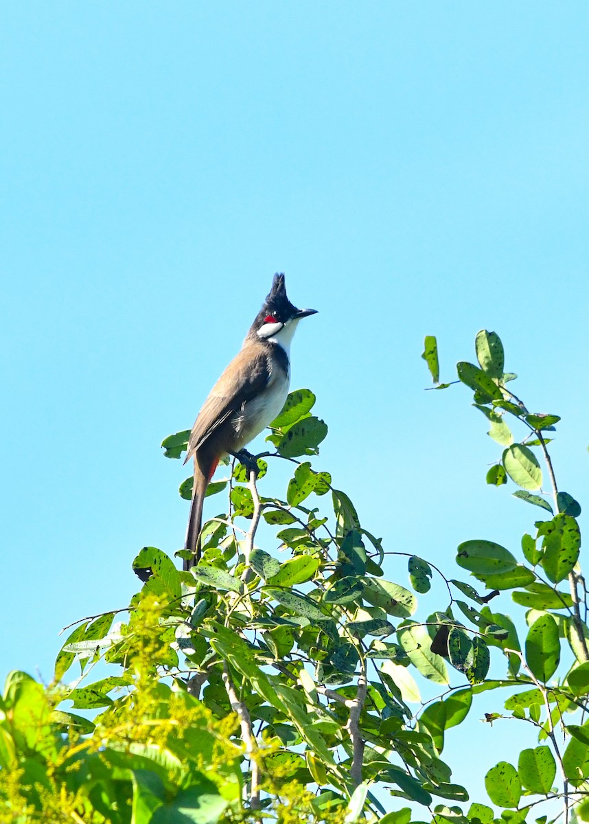 Red-whiskered Bulbul - ML643682486