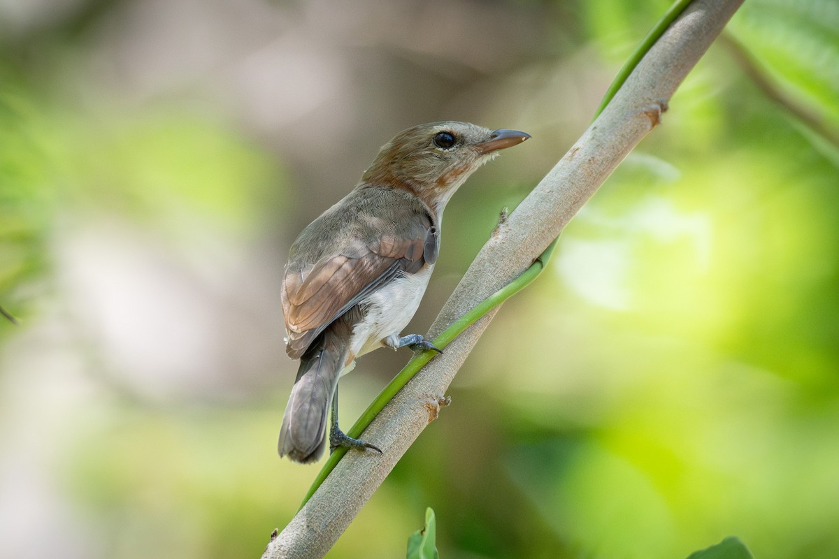Little Shrikethrush (Arafura) - ML643682493