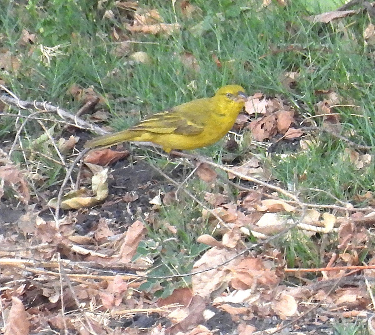 Holub's Golden-Weaver - ML643682507