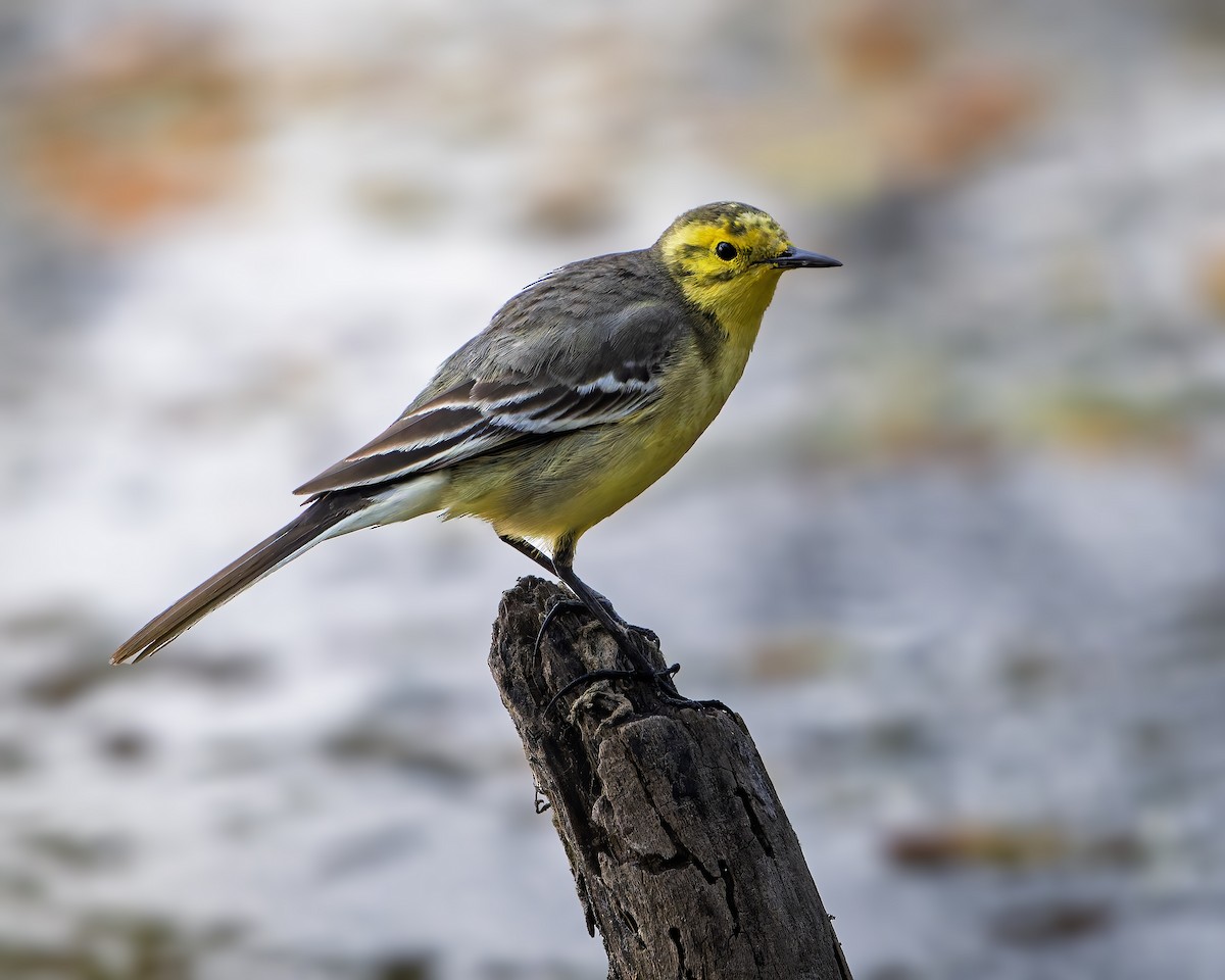 Citrine Wagtail - ML643682508