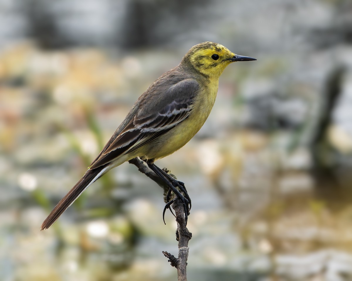 Citrine Wagtail - ML643682509