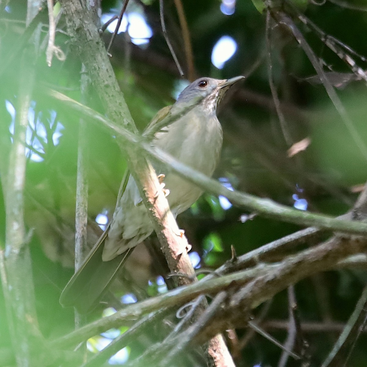 Pale-breasted Thrush - ML643682510