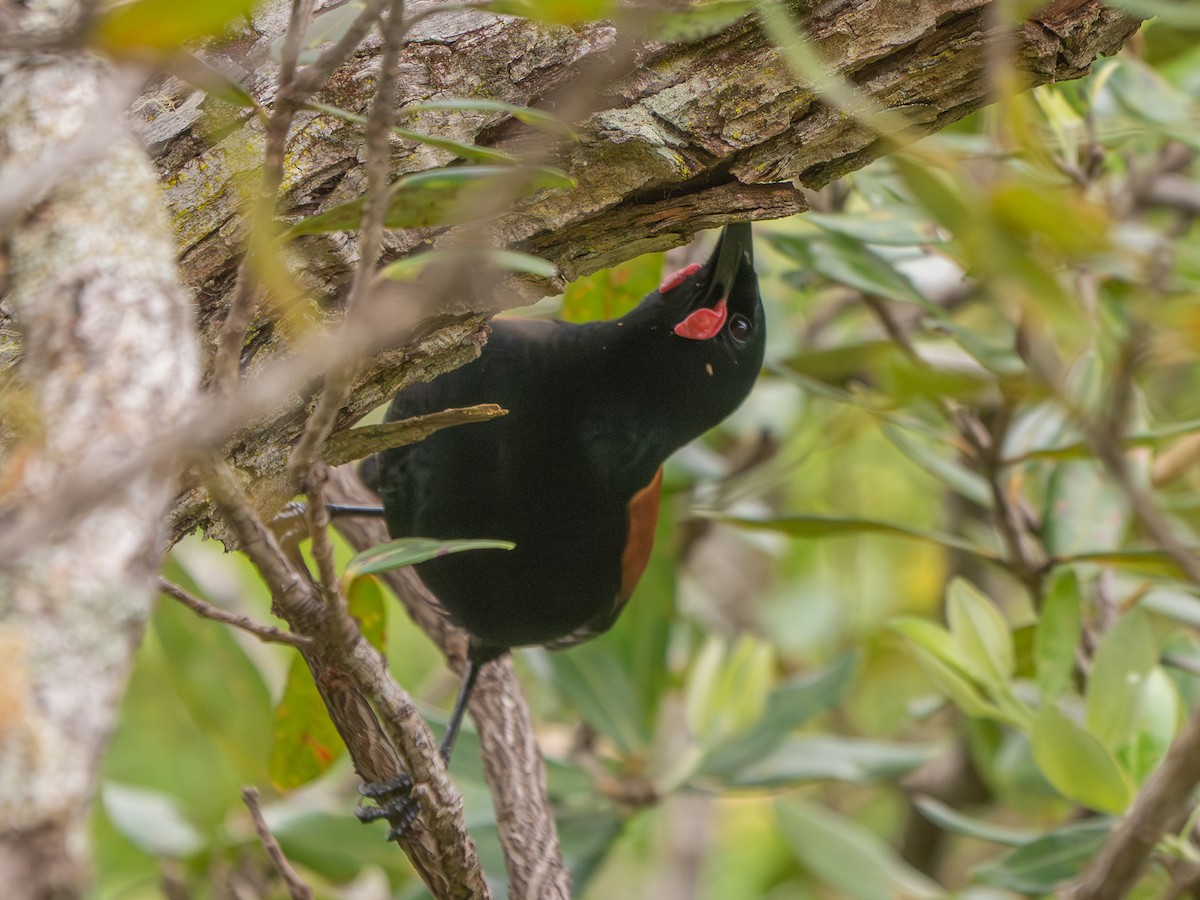 North Island Saddleback - ML643682513