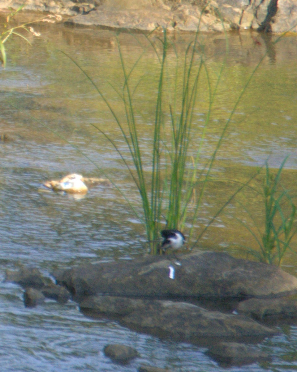 White-browed Wagtail - ML643682516