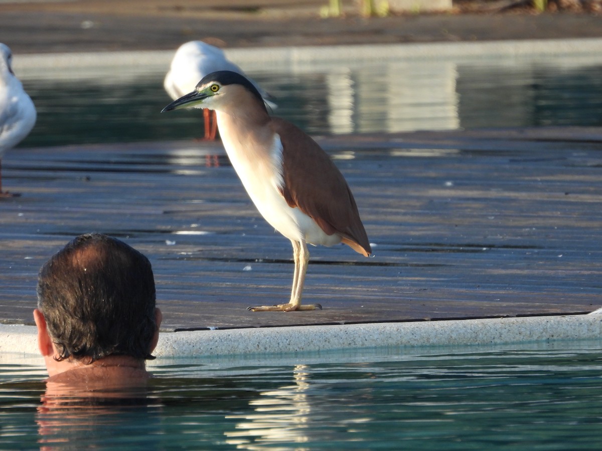 Nankeen Night Heron - ML643682542
