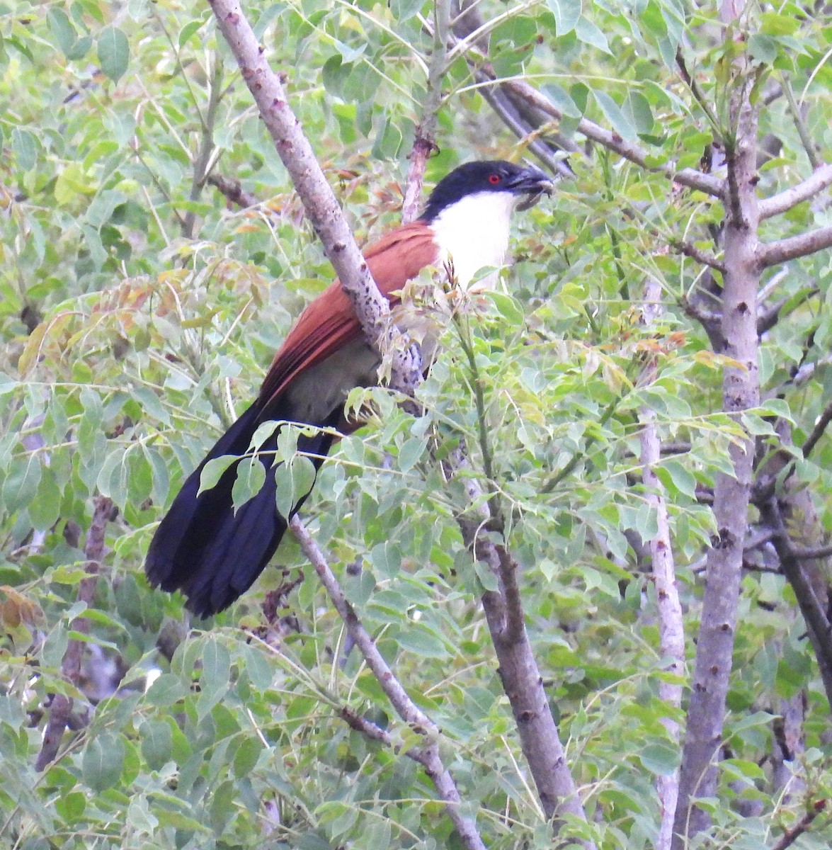 Coppery-tailed Coucal - ML643682544