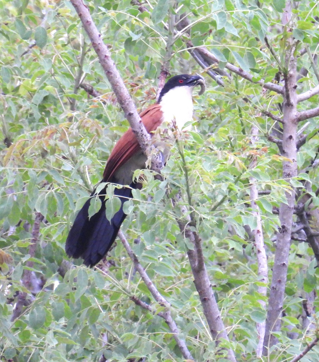 Coppery-tailed Coucal - ML643682545