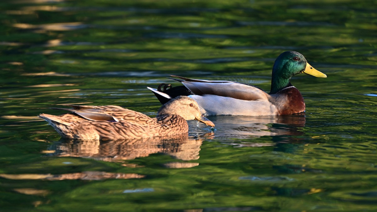 Canard colvert - ML643682549