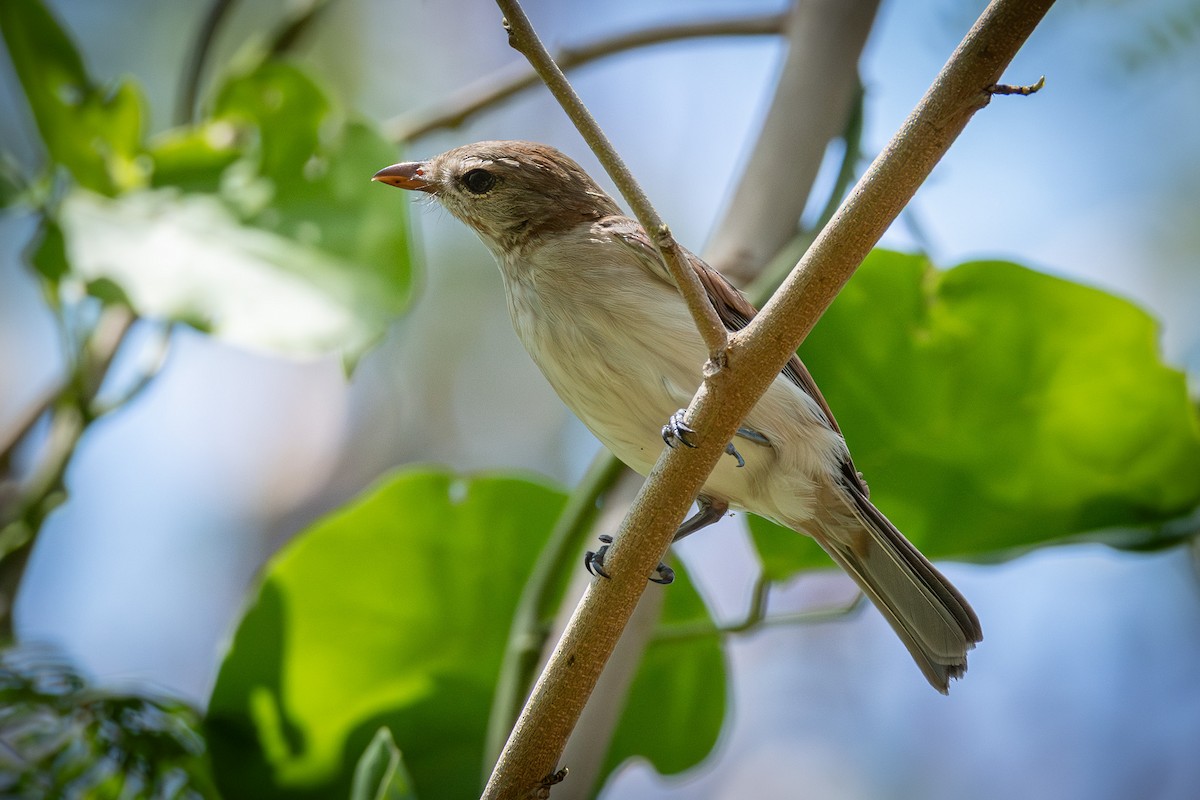 Little Shrikethrush (Arafura) - ML643682561