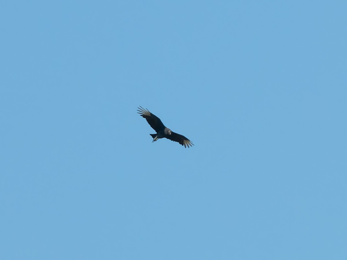 Black Vulture - ML643682570