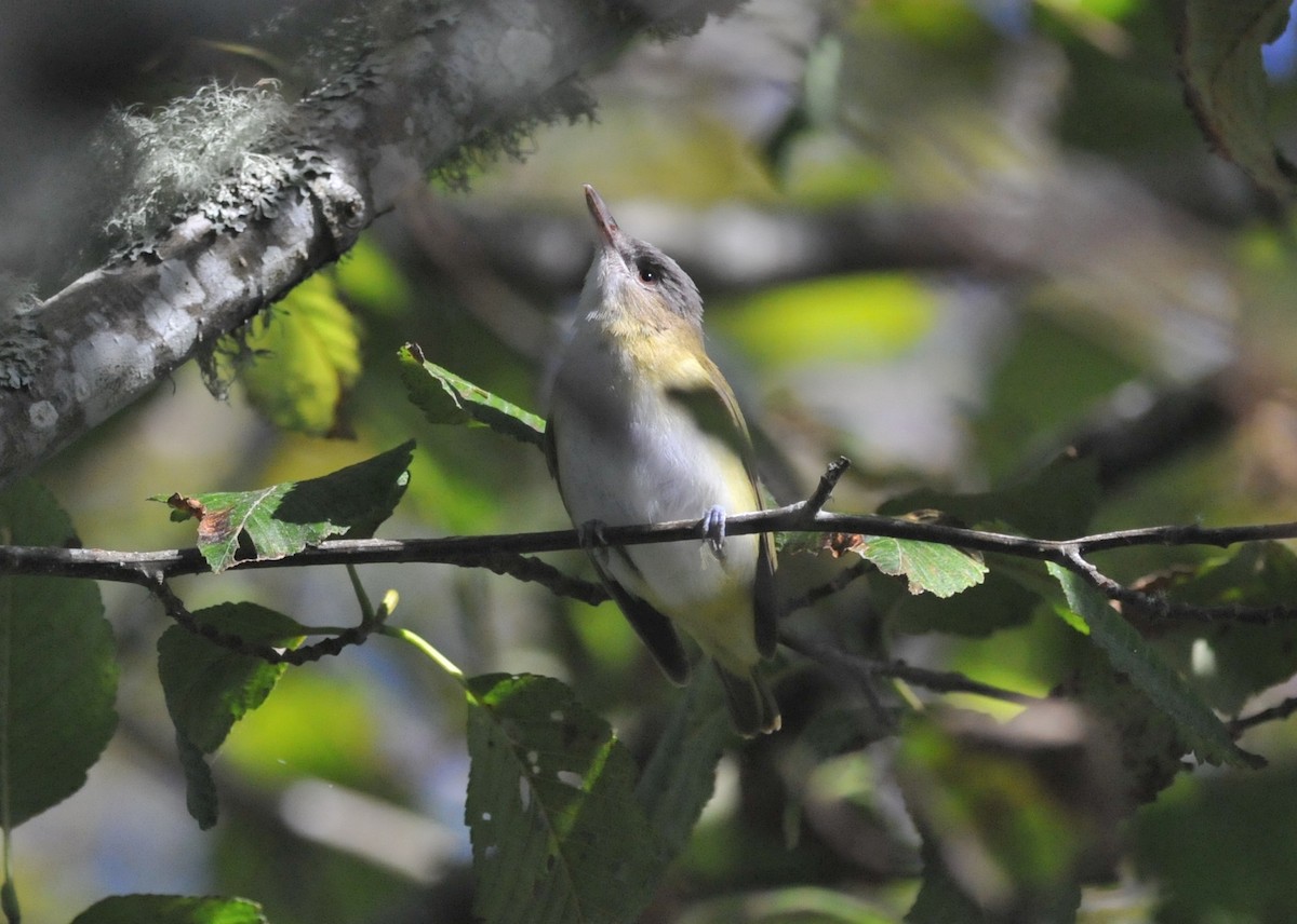 Yellow-green Vireo - ML643682573