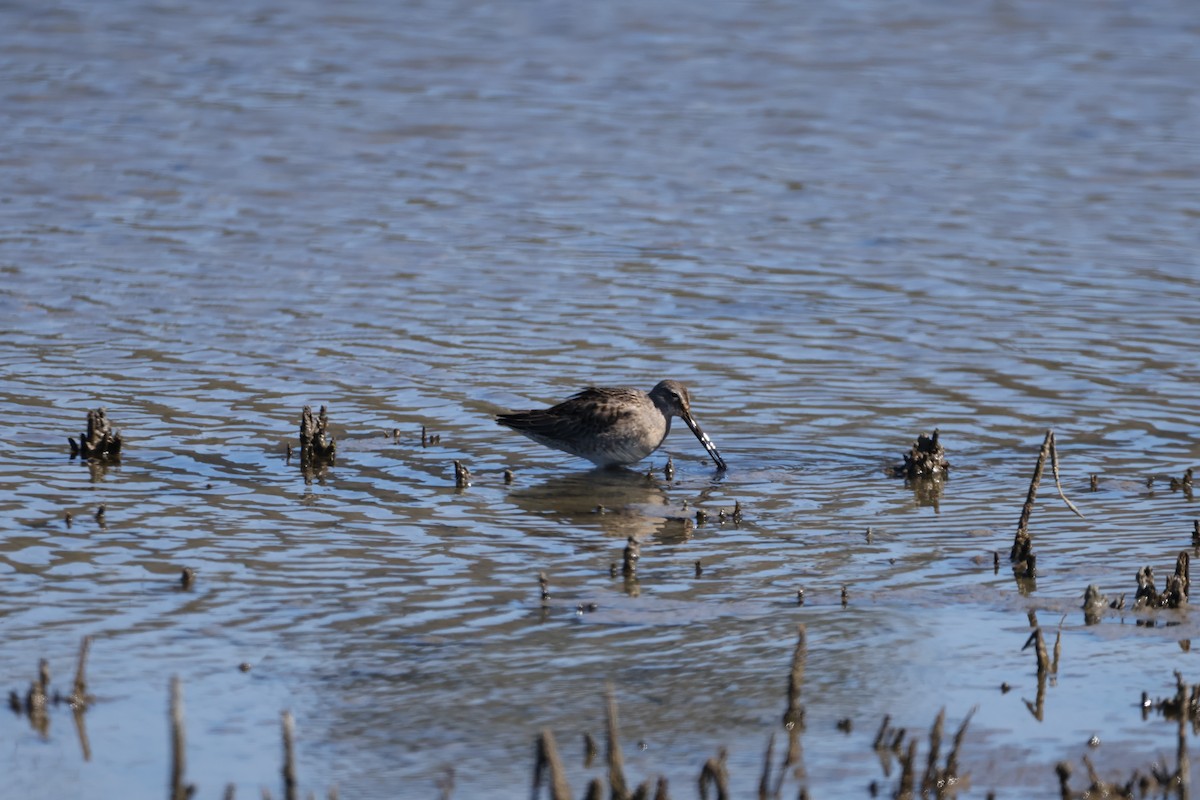 Long-billed Dowitcher - ML643682574