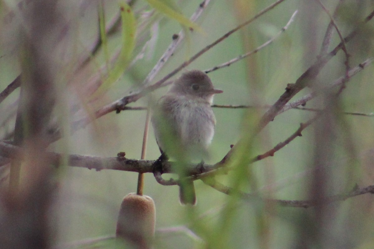 Empidonax sp. - ML643682581