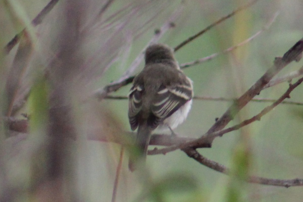 Empidonax sp. - ML643682582