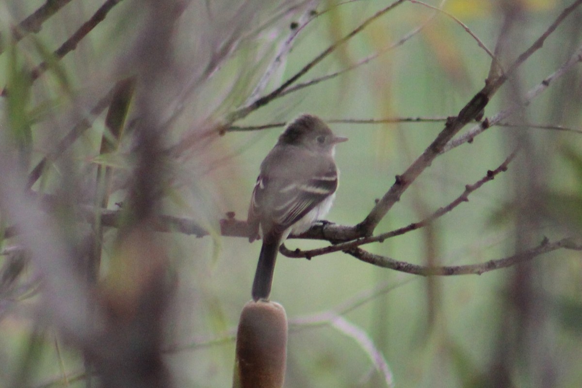 Empidonax sp. - ML643682583