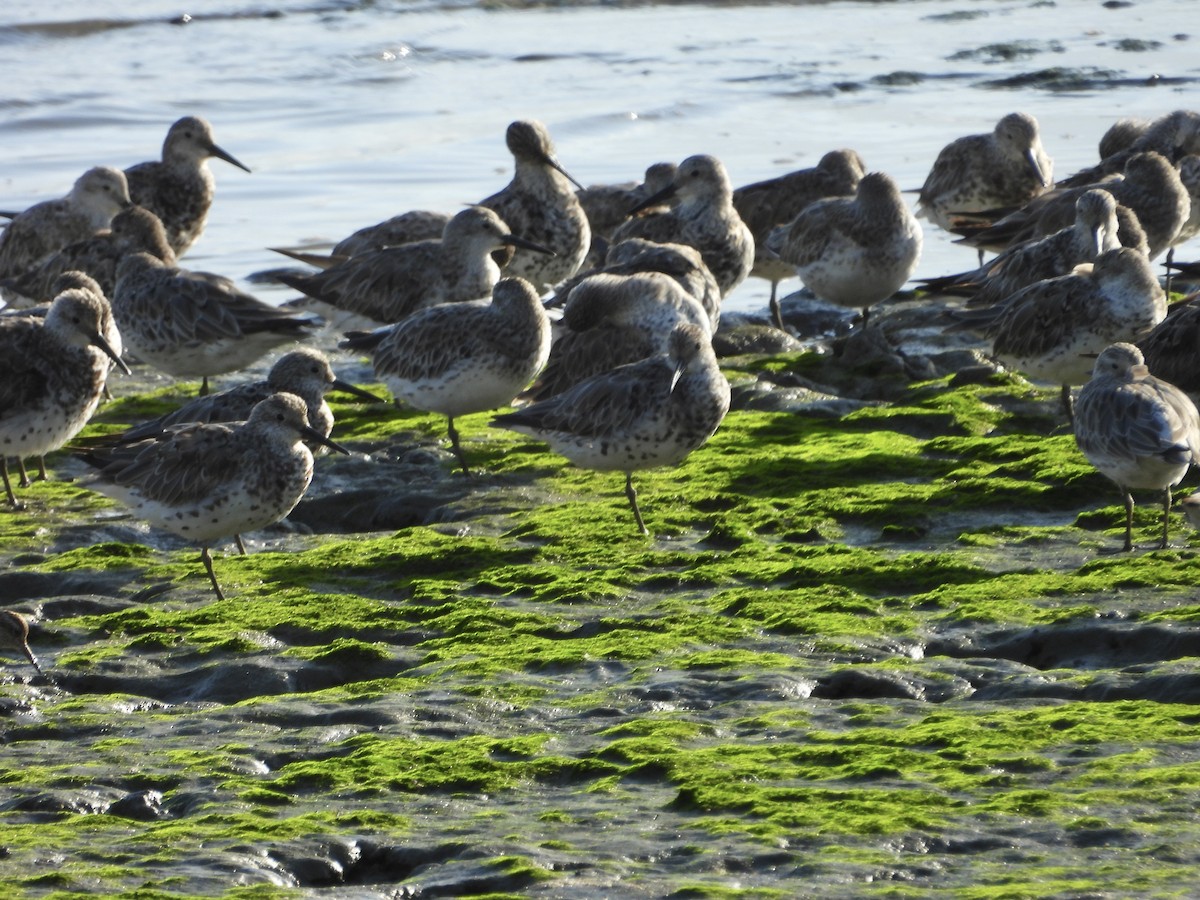 Great Knot - ML643682584