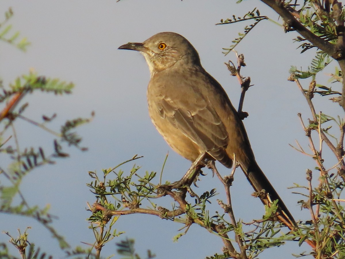 Bendire's Thrasher - ML643682587