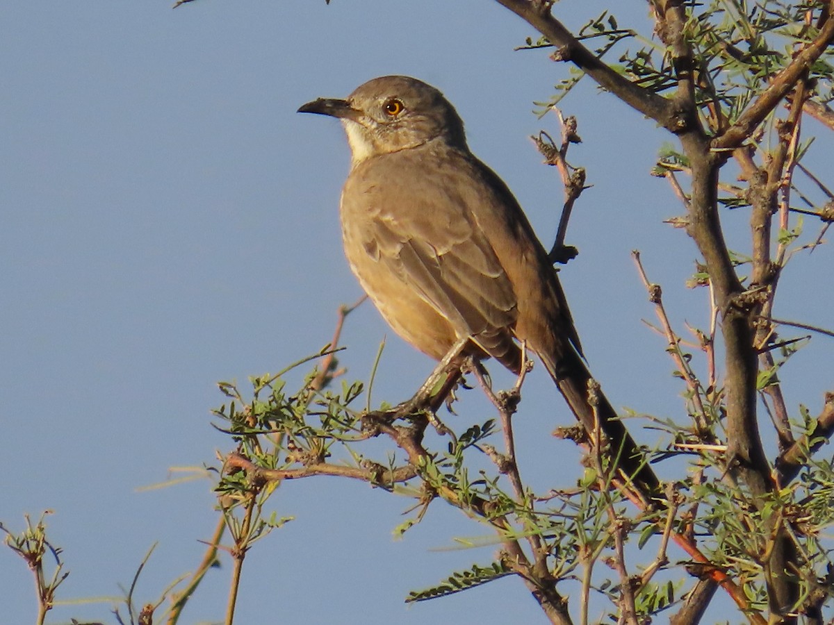 Bendire's Thrasher - ML643682588