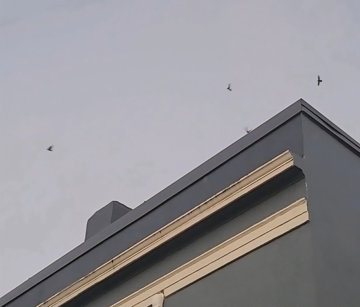 Vaux's Swift - ML643682590