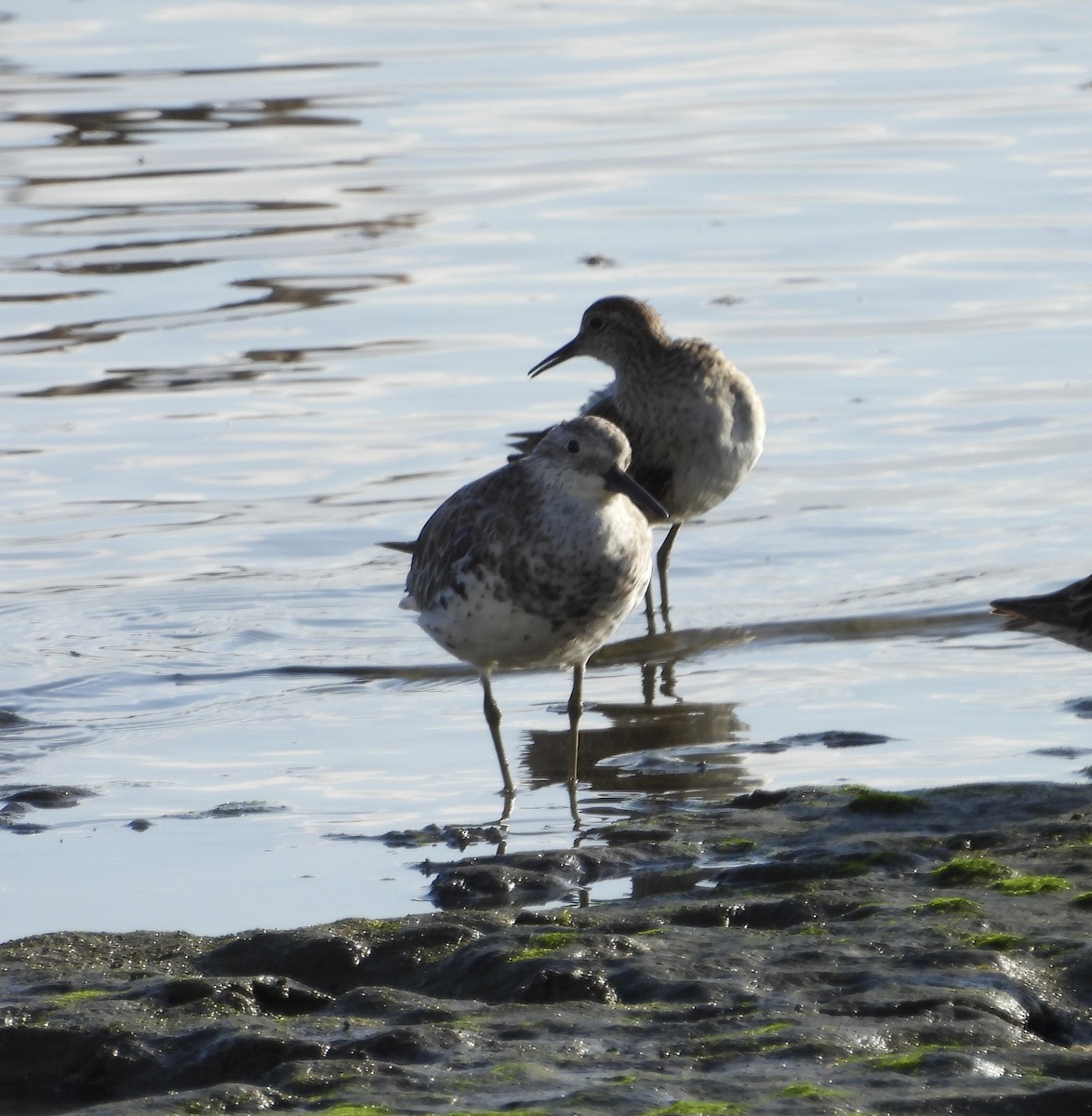 Great Knot - ML643682632