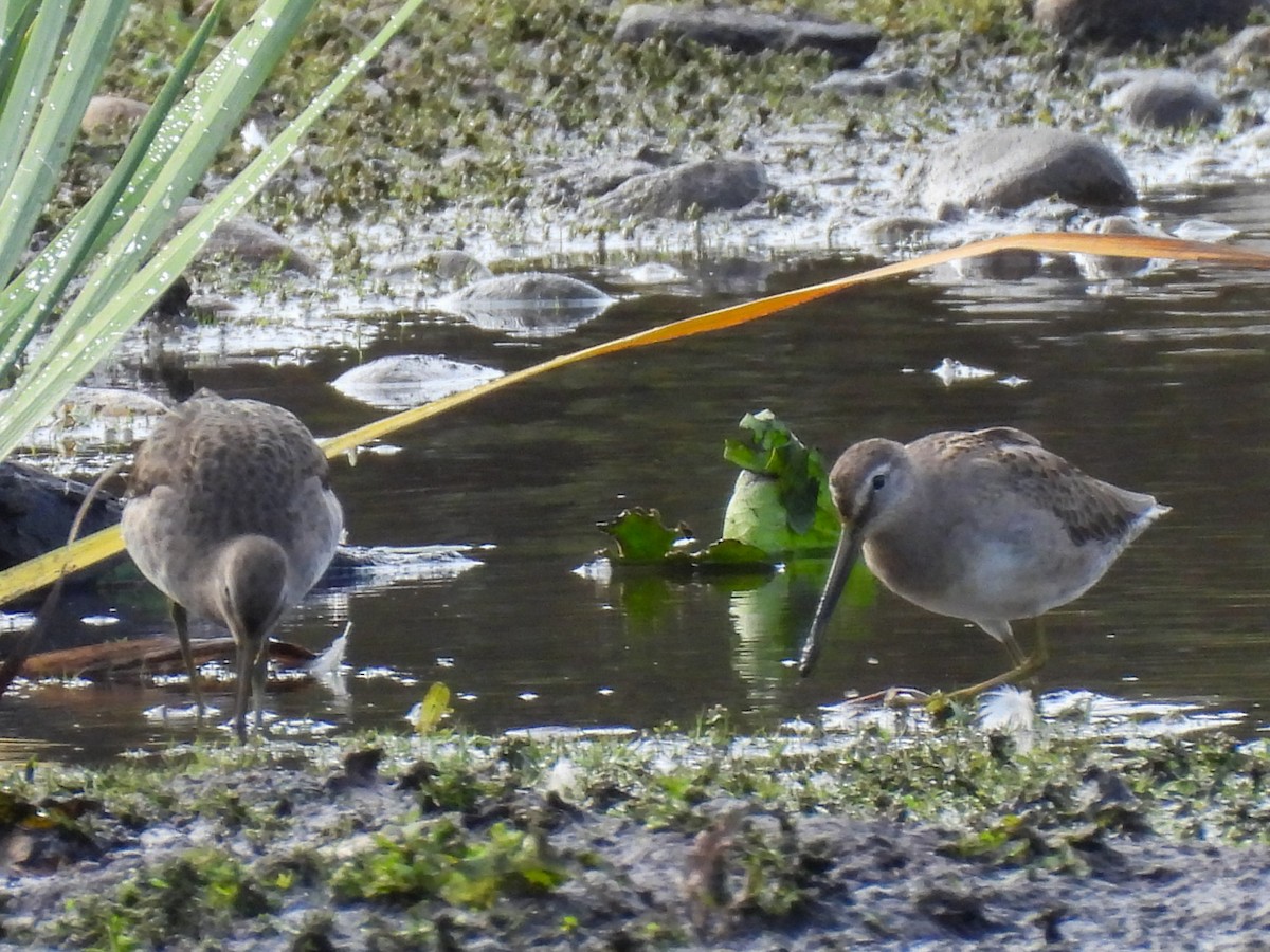 Long-billed Dowitcher - ML643682640