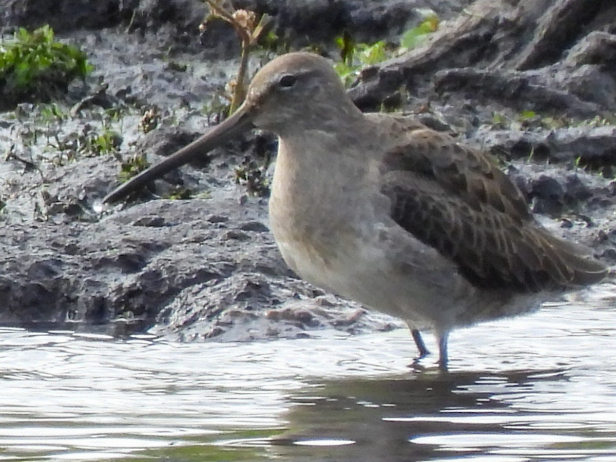 Long-billed Dowitcher - ML643682686