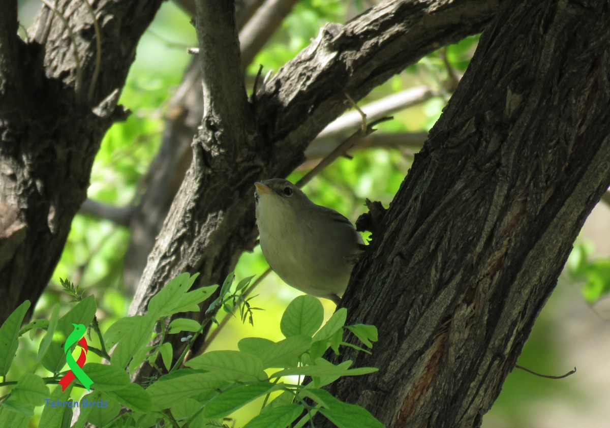 Upcher's Warbler - ML643682707