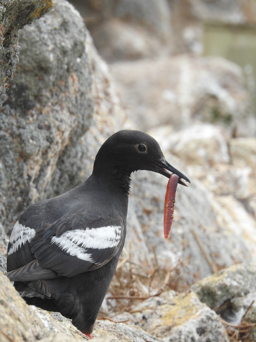 Pigeon Guillemot - ML643682711