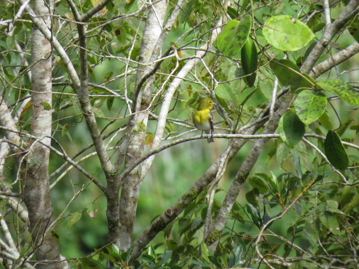 Yellow-throated Vireo - ML643682753