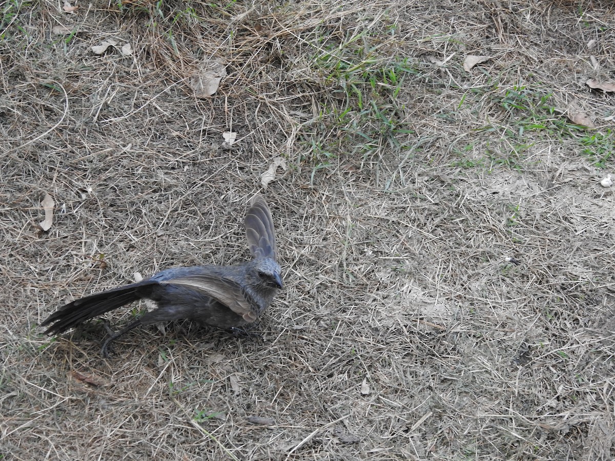 Apostlebird - ML643682756