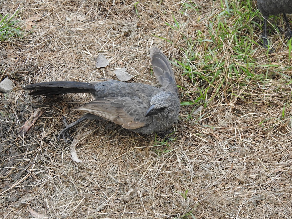 Apostlebird - ML643682757
