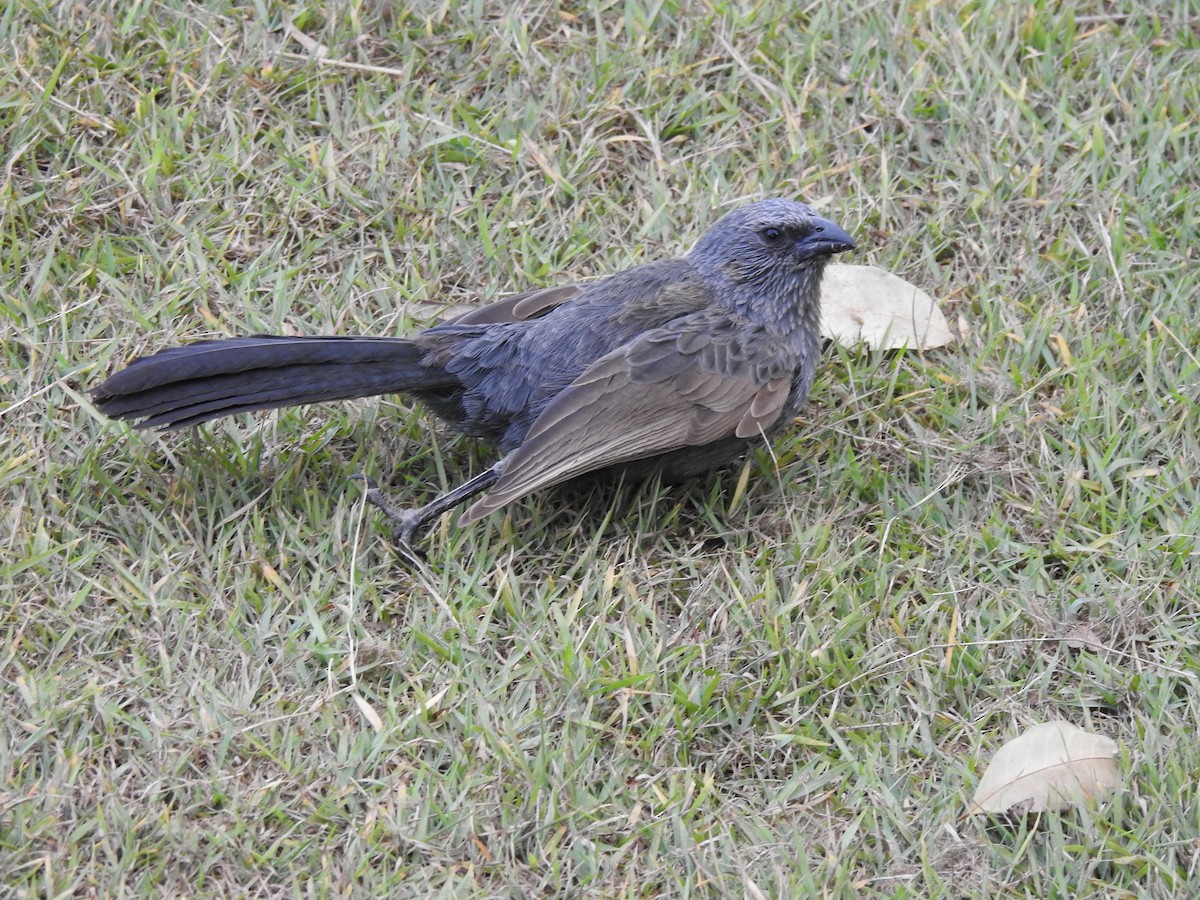 Apostlebird - ML643682758