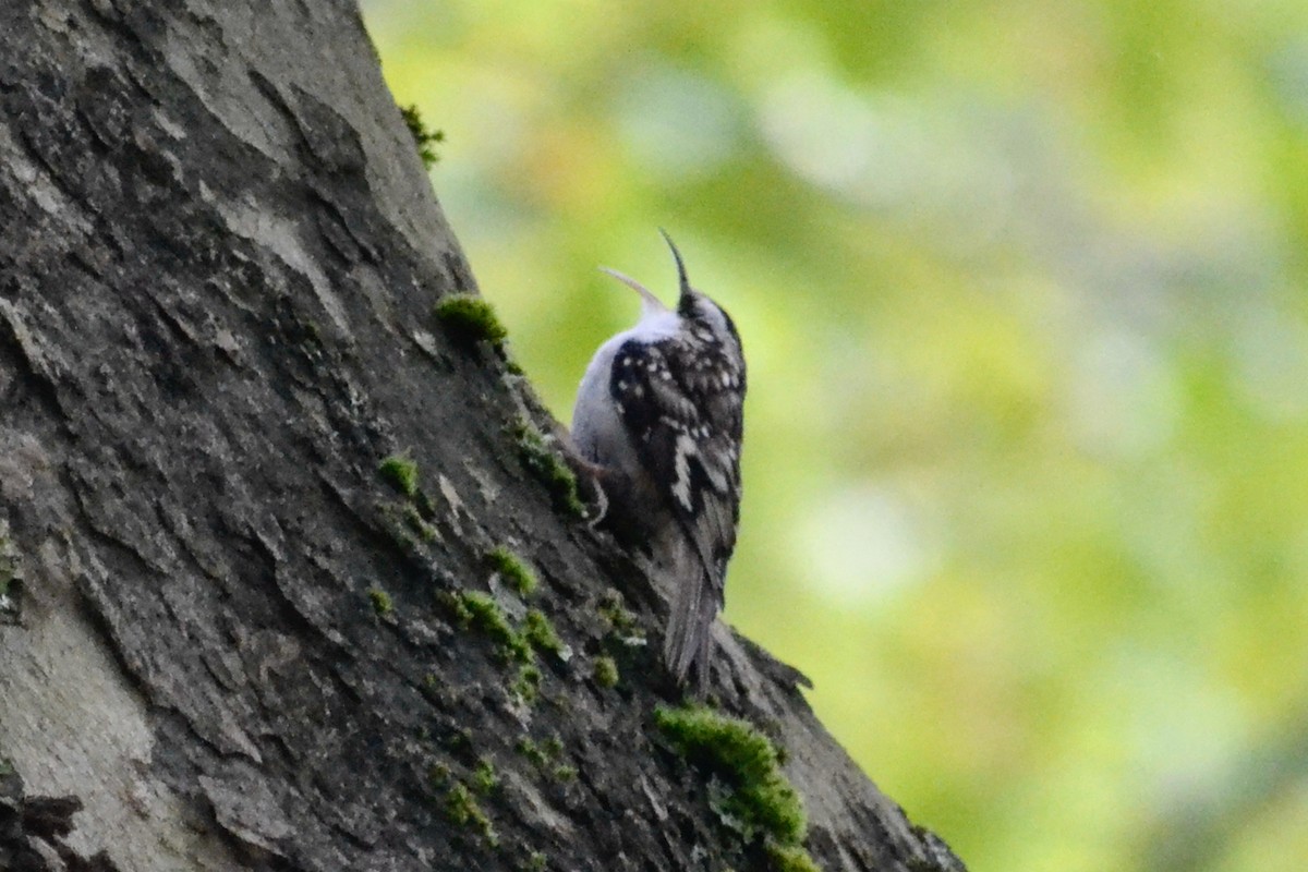 Brown Creeper - ML643682764