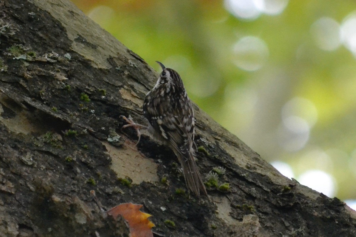 Brown Creeper - ML643682765