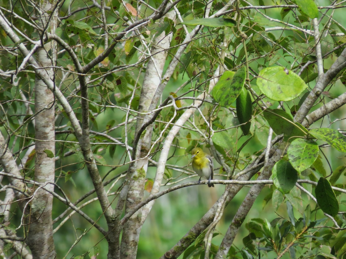 Yellow-throated Vireo - ML643682766
