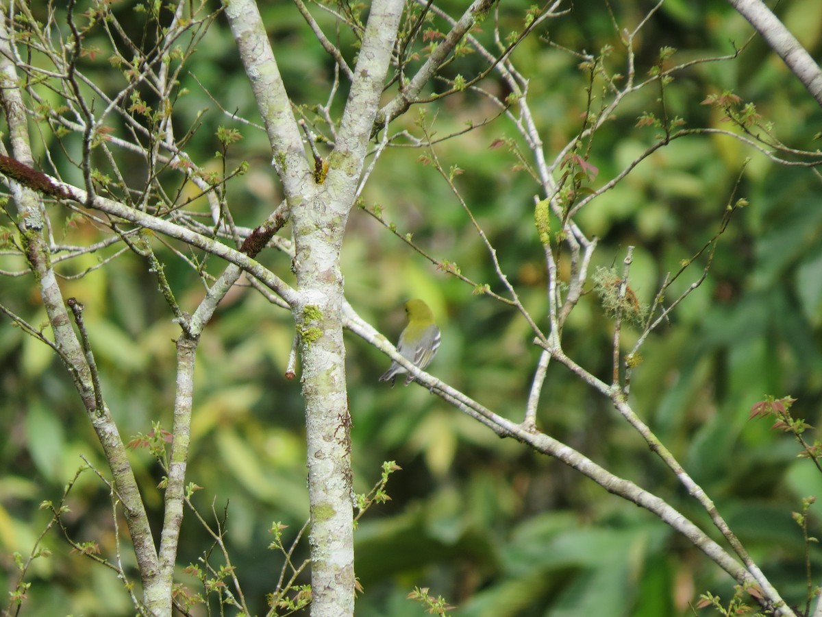 Yellow-throated Vireo - ML643682784