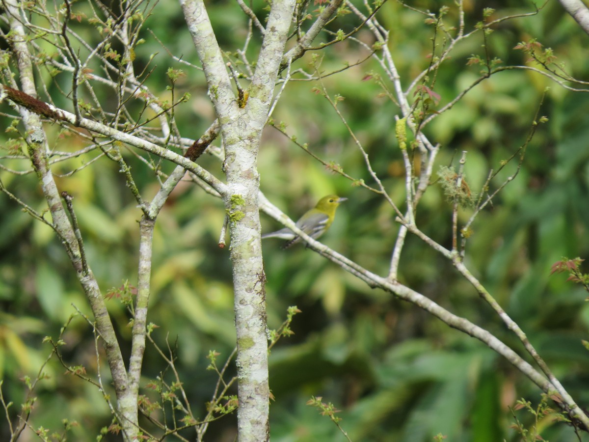 Yellow-throated Vireo - ML643682789
