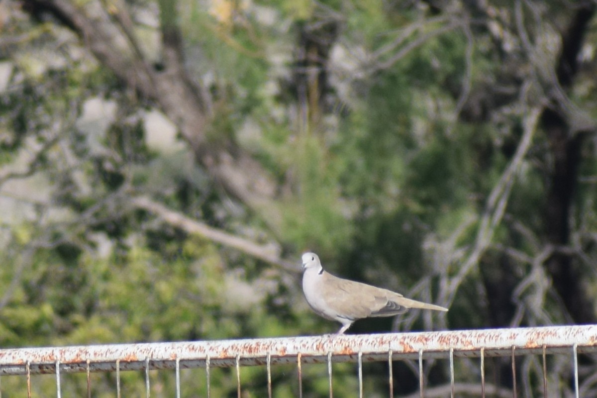 Eurasian Collared-Dove - ML643682793