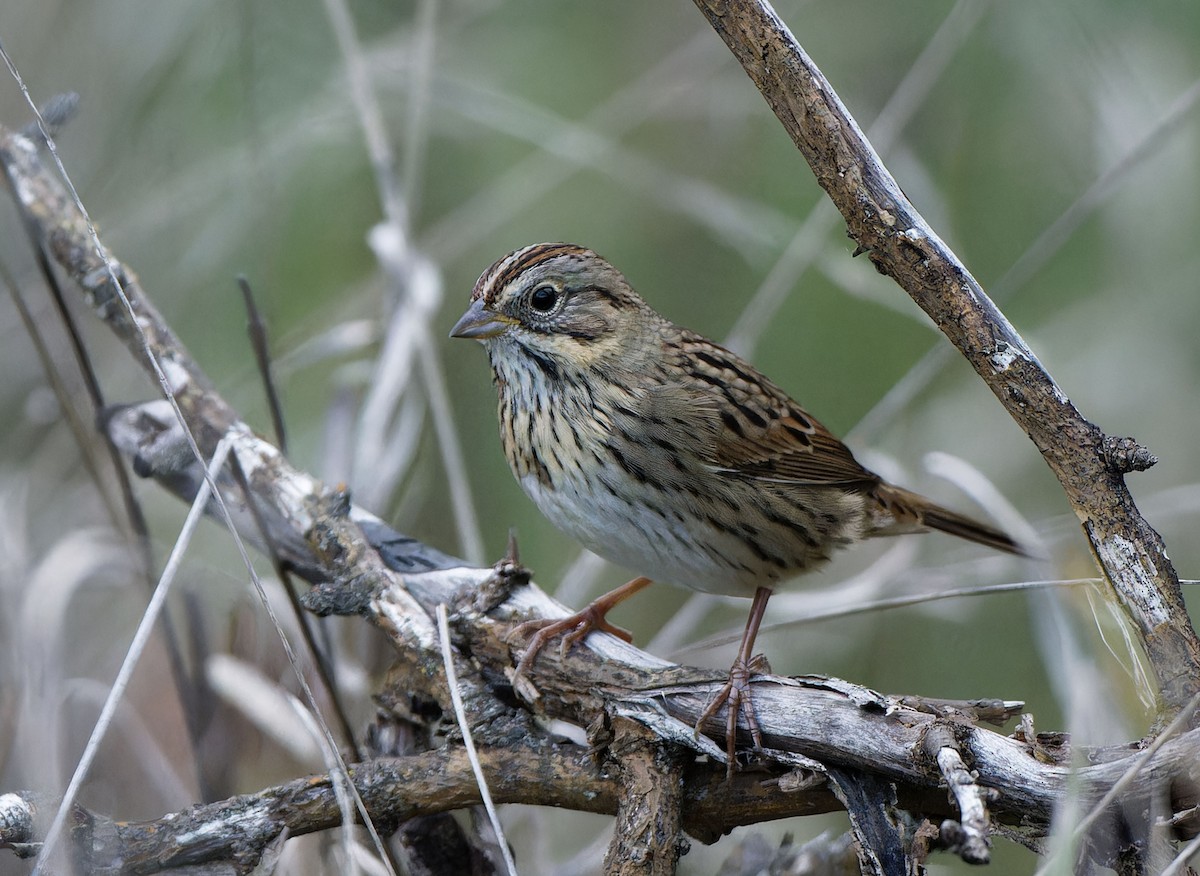 Lincoln's Sparrow - ML643682825