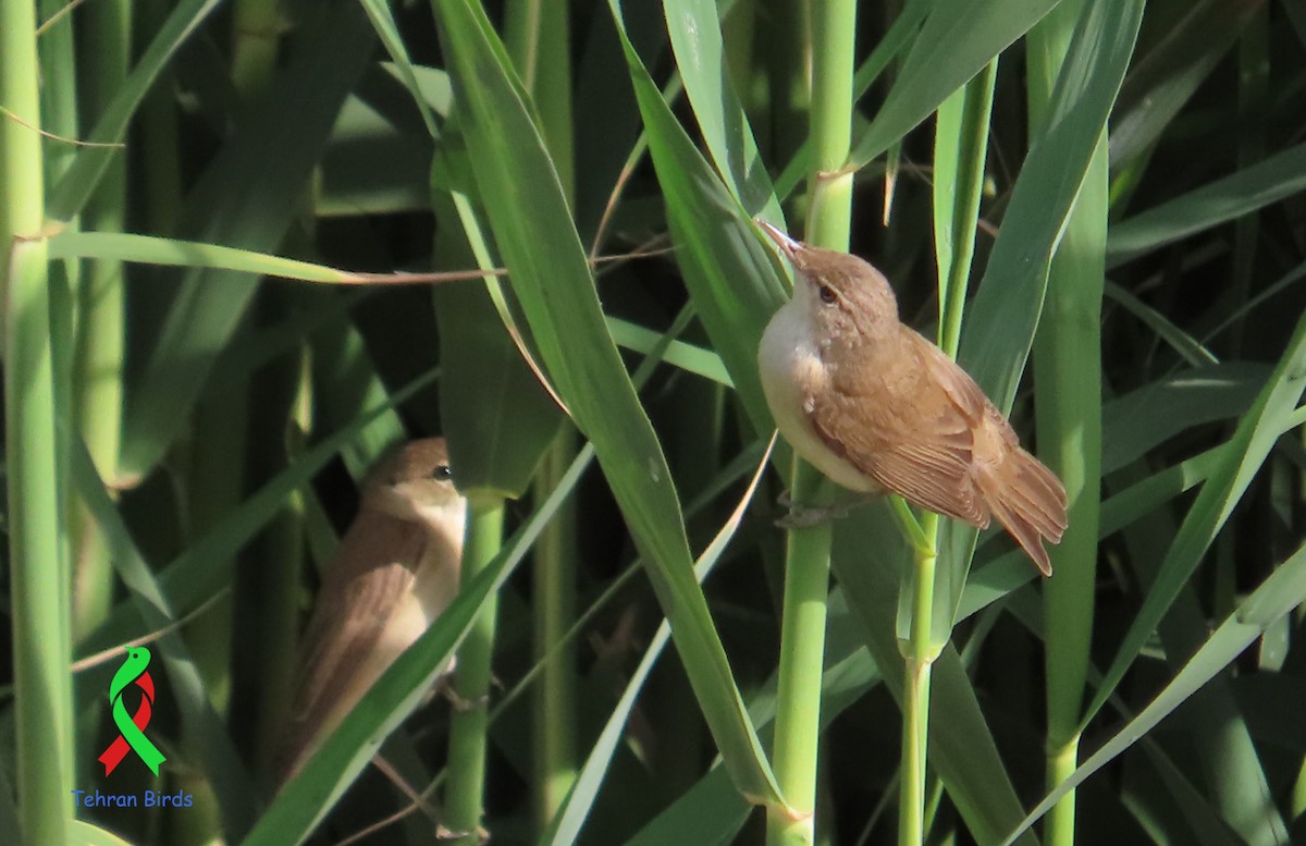 Common Reed Warbler (Caspian) - ML643682831
