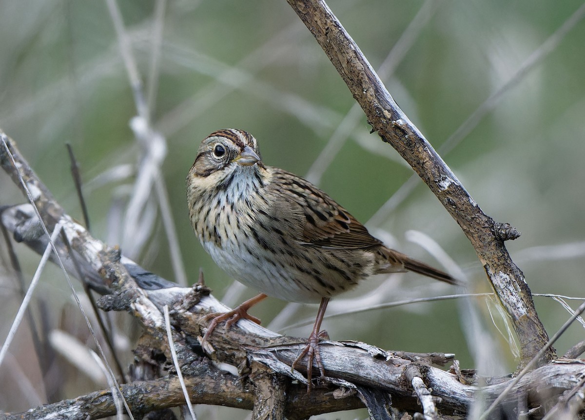 Lincoln's Sparrow - ML643682836