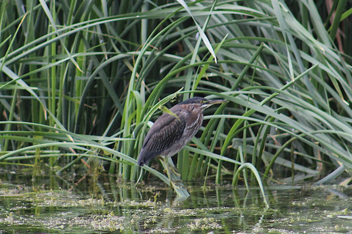 Green Heron - ML643682844