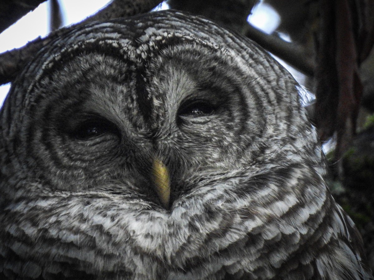 Barred Owl - ML643682848