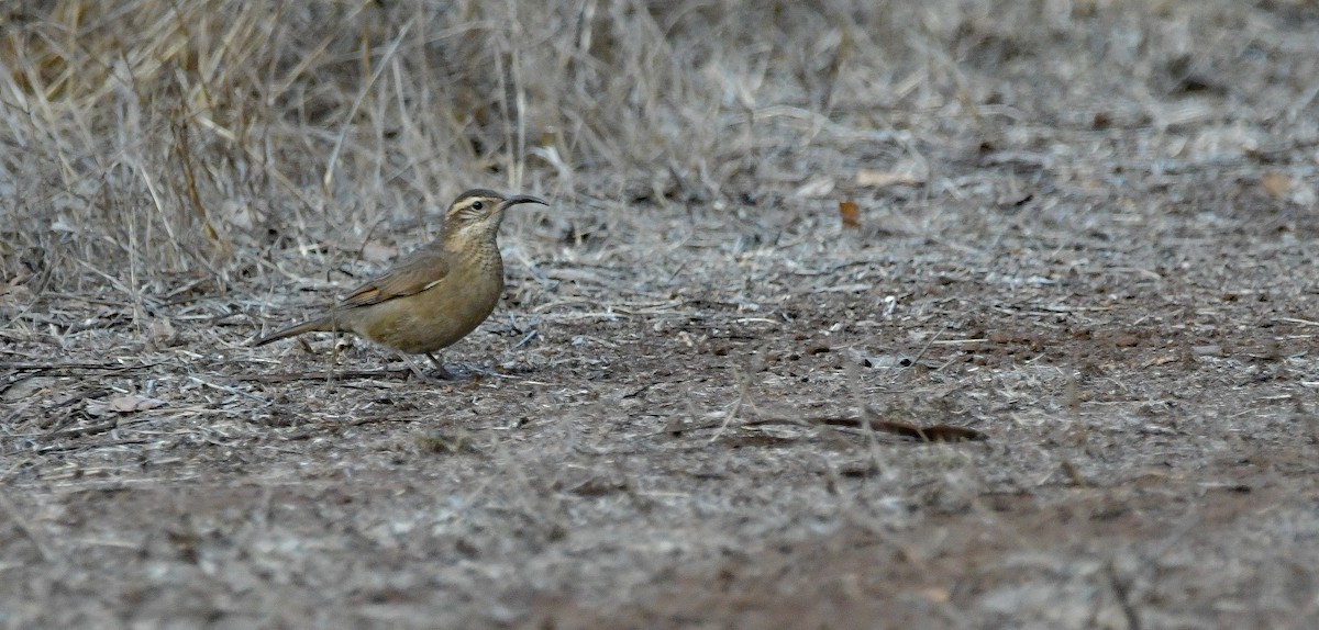 Patagonian Forest Earthcreeper - ML643682855