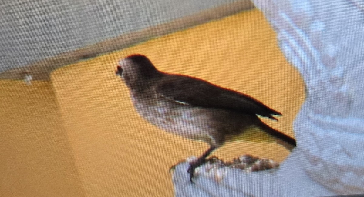 Yellow-vented Bulbul - ML643682858