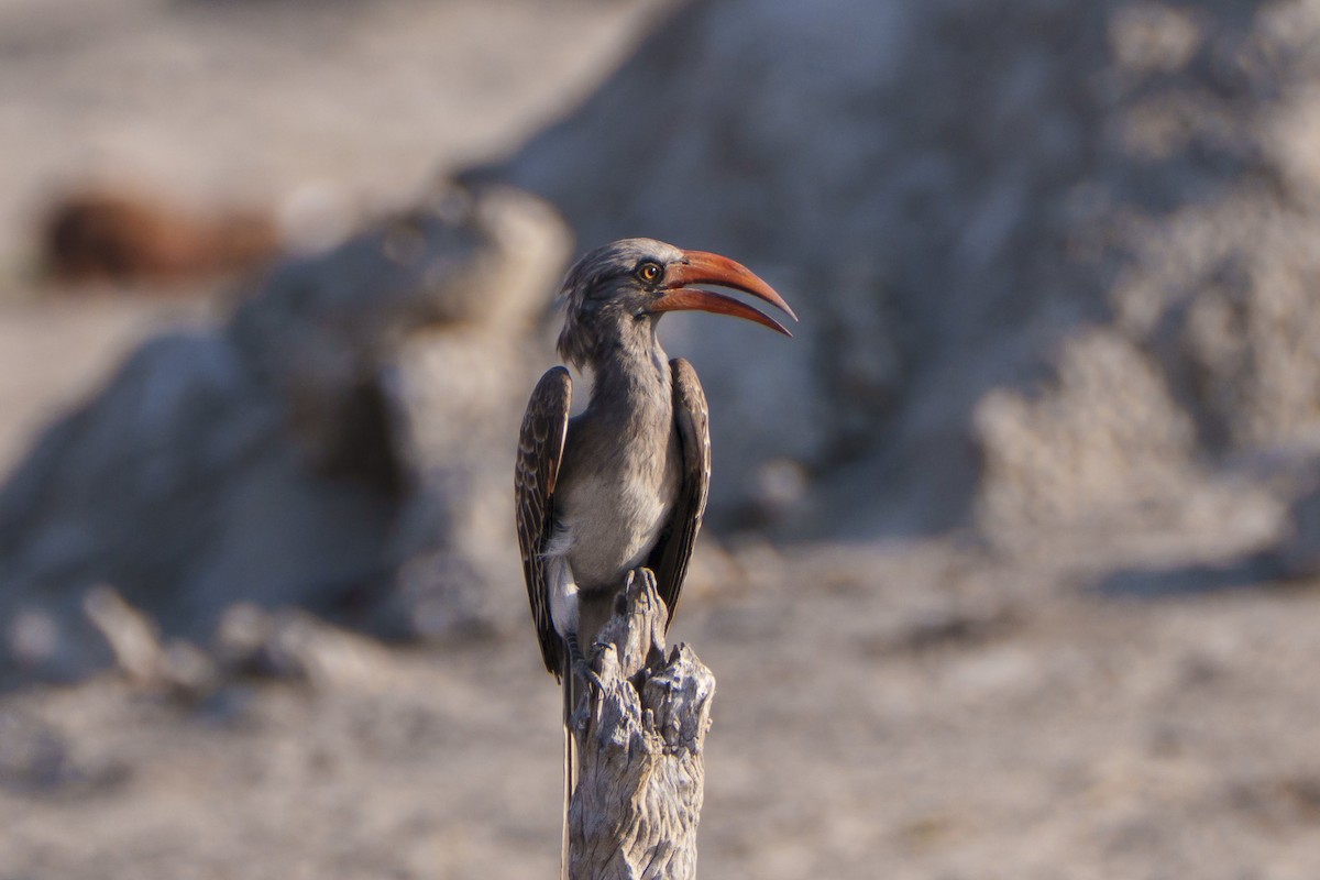 Bradfield's Hornbill - ML643682860