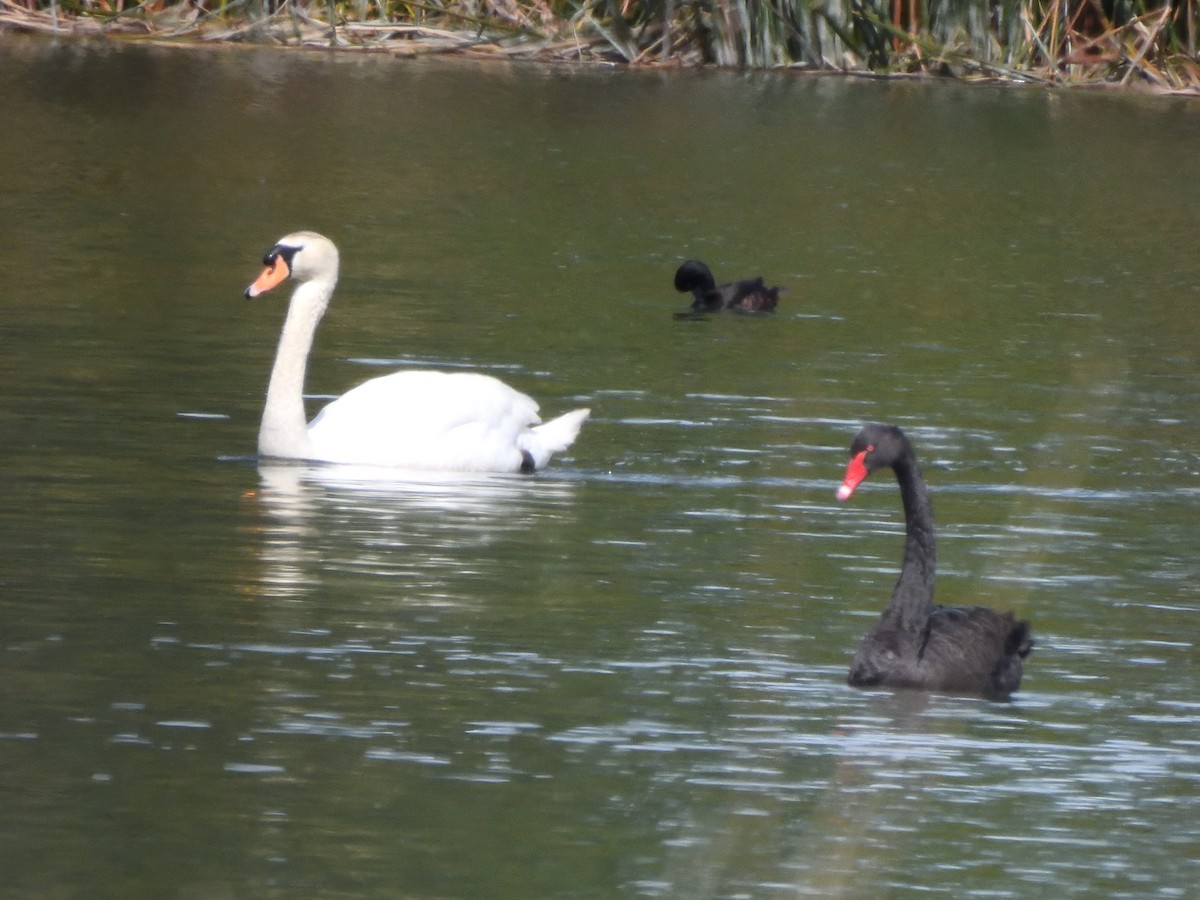 New Zealand Scaup - ML643682869