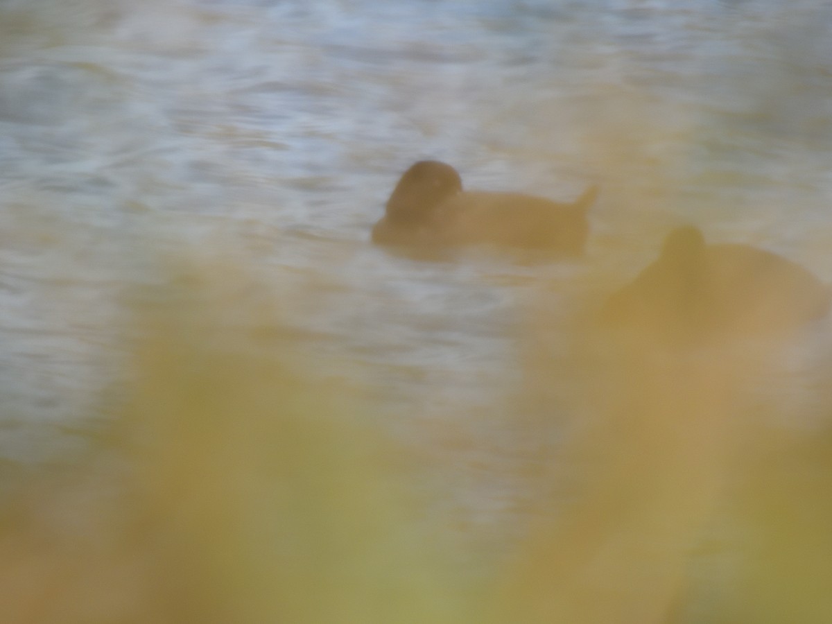New Zealand Scaup - ML643682870
