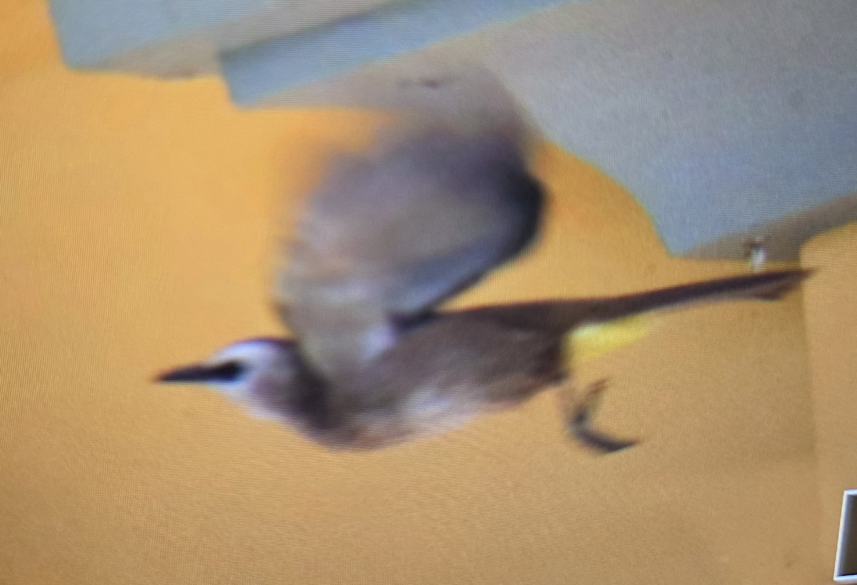 Yellow-vented Bulbul - ML643682873